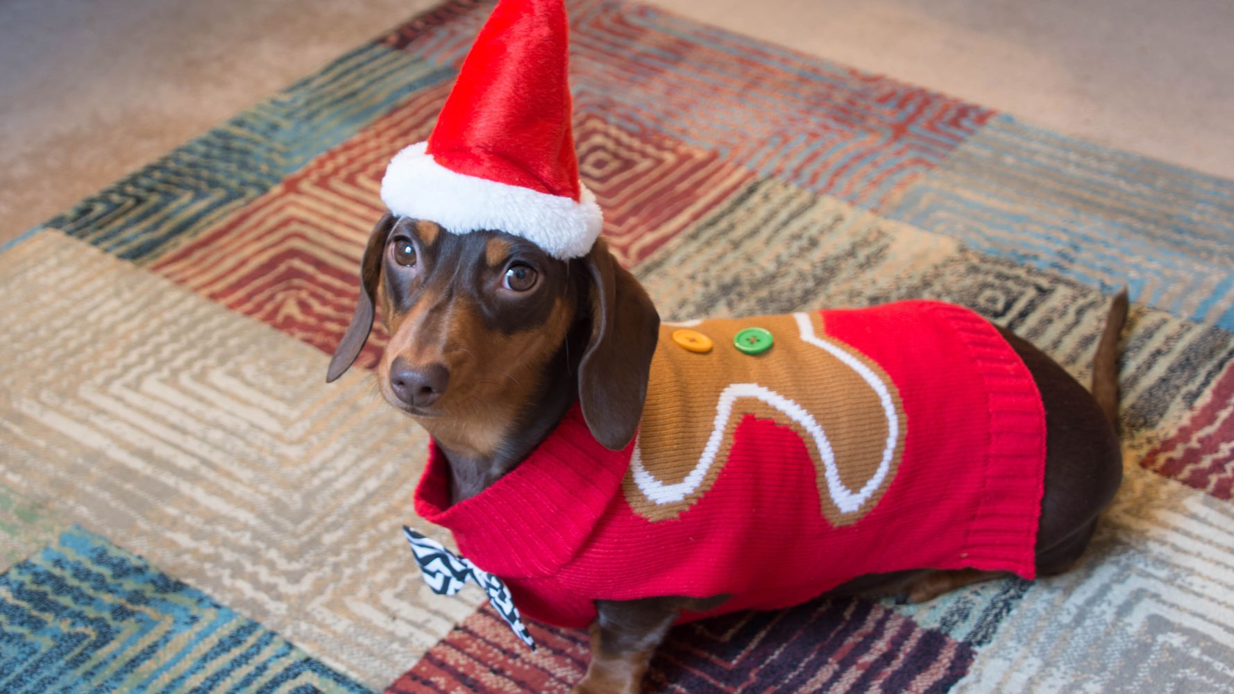 fe Malentendido complejidad Por qué no siempre es buena idea disfrazar a tu mascota en Navidad | El  HuffPost Life