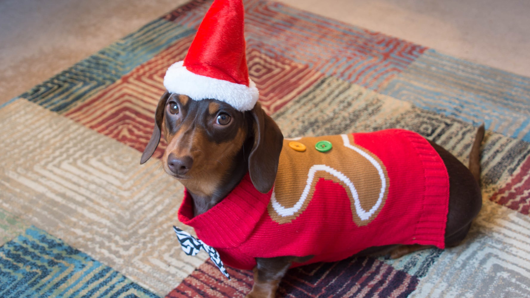 fe Malentendido complejidad Por qué no siempre es buena idea disfrazar a tu mascota en Navidad | El HuffPost Life fe Malentendido complejidad Por qué no siempre es buena idea disfrazar a tu mascota en Navidad | El HuffPost Life