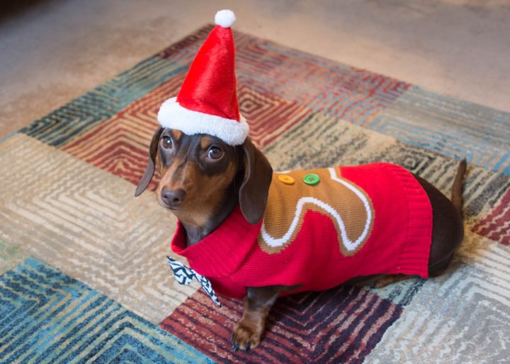 Perro salchicha vestido con gorro de Papá Noel y jersey navideño.