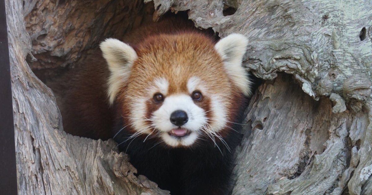 雪に大はしゃぎのレッサーパンダ 転げ回って喜びを表現 スッと我に返るような姿も 動画 ハフポスト News 雪に大はしゃぎのレッサーパンダ 転げ回って喜びを表現 スッと我に返るような姿も 動画 ハフポスト News