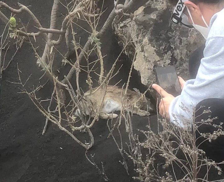 Imagen de un conejo en una madriguera taponada por la ceniza del volcán de La Palma.