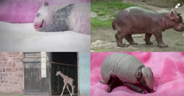 Μια ματιά στα πιο εντυπωσιακά μωρά- ζώα που γεννήθηκαν το