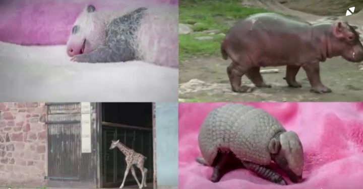 Μια ματιά στα πιο εντυπωσιακά μωρά- ζώα που γεννήθηκαν το 2021