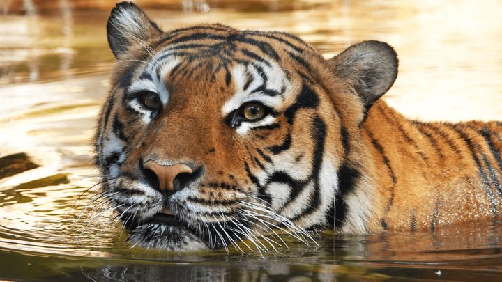 Eko the tiger in his pool at the Naples Zoo, before he was fatally shot.