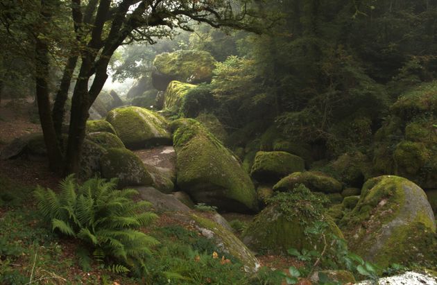 Kαταπράσινα, μαγευτικά δέντρα στο δάσος <strong>Huelgoat </strong>﻿της Γαλλίας.