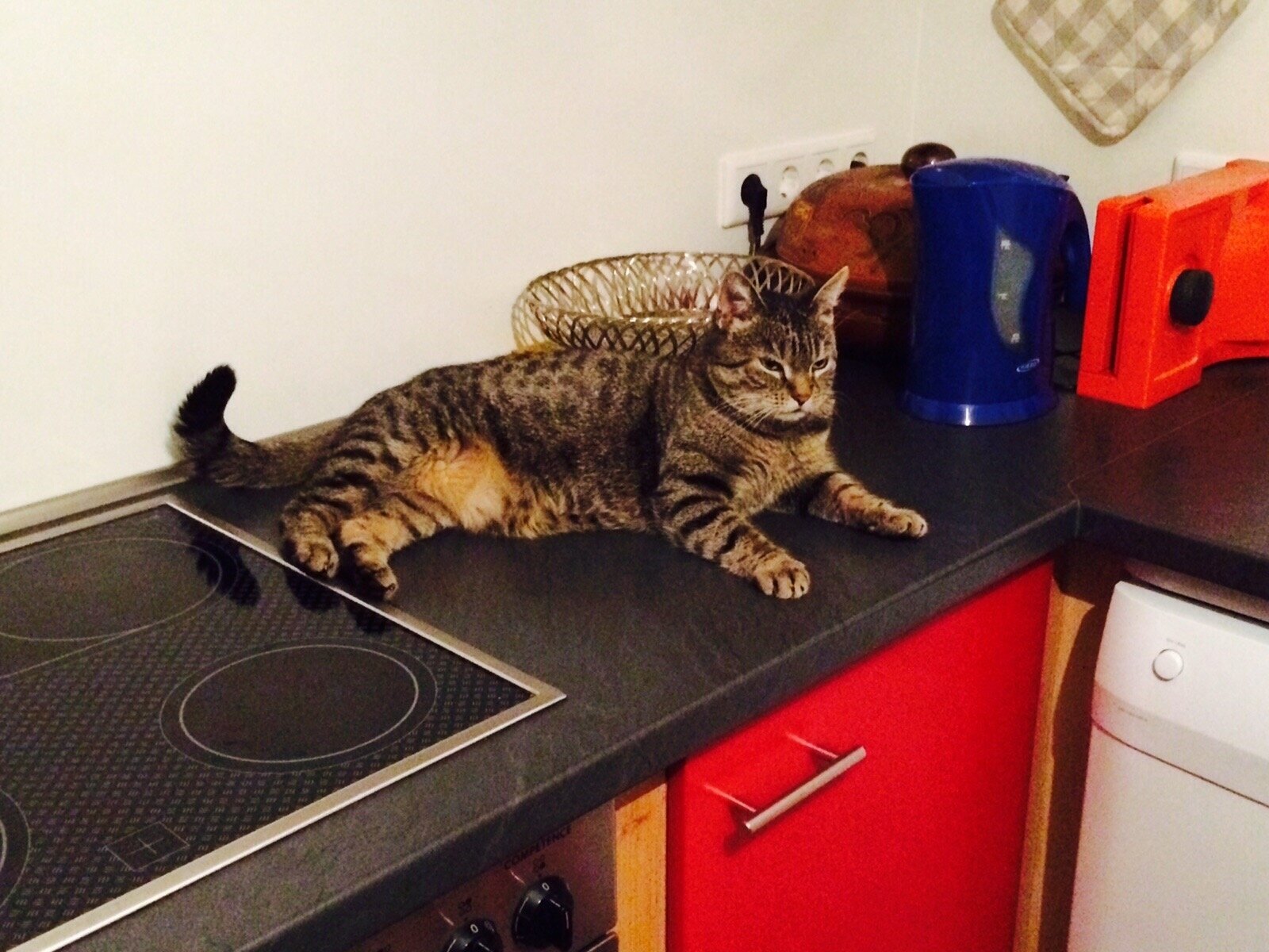 cat proof stove top