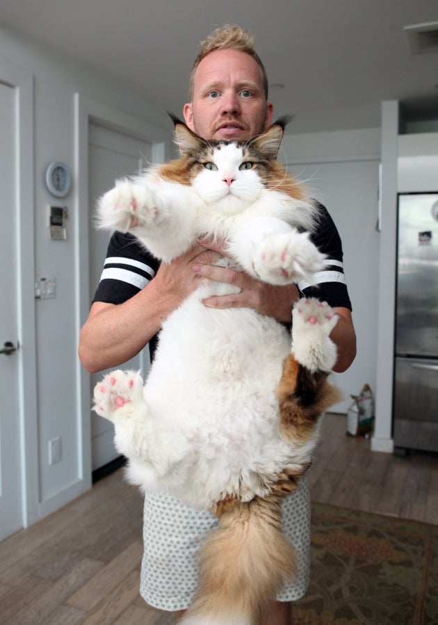 寅年にちなんで 虎のような巨大ネコ メインクーン に癒されたい 画像集 ハフポスト 寅年にちなんで 虎のような巨大ネコ メインクーン に癒されたい 画像集 ハフポスト