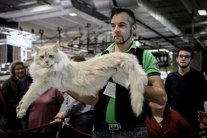 寅年にちなんで 虎のような巨大ネコ メインクーン に癒されたい 画像集 ハフポスト News