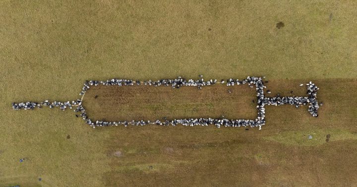 Sheep and goats line up in the shape of a syringe in Schneverdingen, Germany, to promote vaccinations against COVID-19.