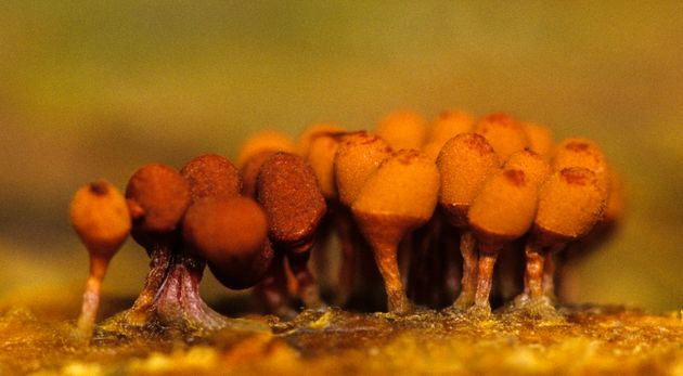 SLIME MOLD (Hemitrichia sp), FRUITING BODIES that produce SPORES. This is the non-motile phase of the...
