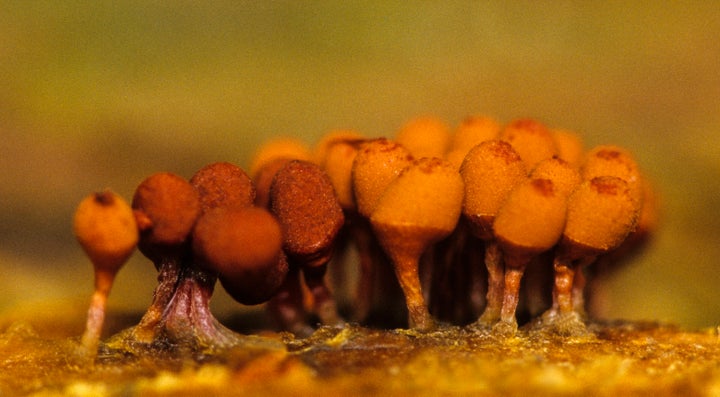 SLIME MOLD (Hemitrichia sp), FRUITING BODIES that produce SPORES. This is the non-motile phase of the life cycle of a slime mold--the motile phase is an amoeboid-like Plasmodium. Slime Molds are decomposers. This slime mold fruits on well-rotted logs.