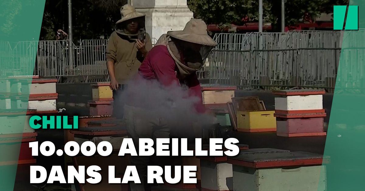 Au Chili, ces apiculteurs font manifester leurs abeilles