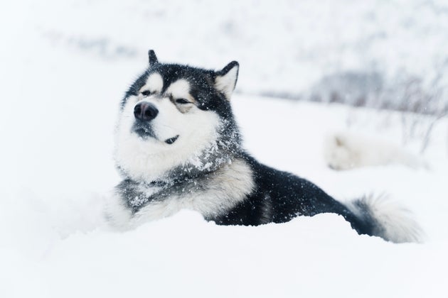 アラスカン・マラミュート(イメージ画像)