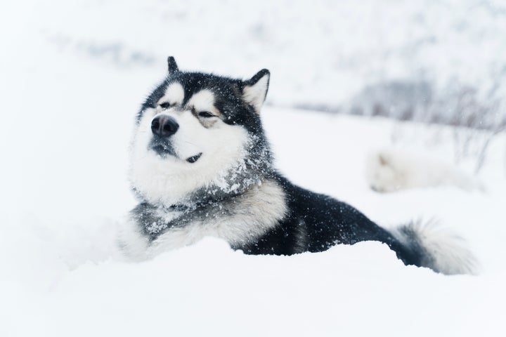 遭難者に犬が13時間寄り添い 体を温めて命を助ける この犬は奇跡 ハフポスト World 遭難者に犬が13時間寄り添い 体を温めて命を助ける この犬は奇跡 ハフポスト World