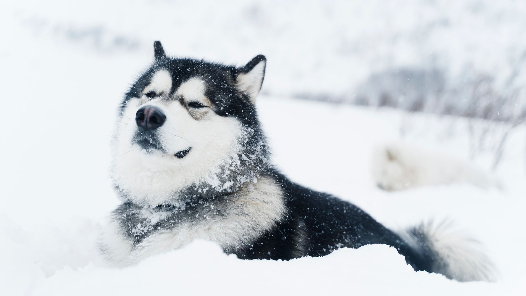 遭難者に犬が13時間寄り添い 体を温めて命を助ける この犬は奇跡 ハフポスト World