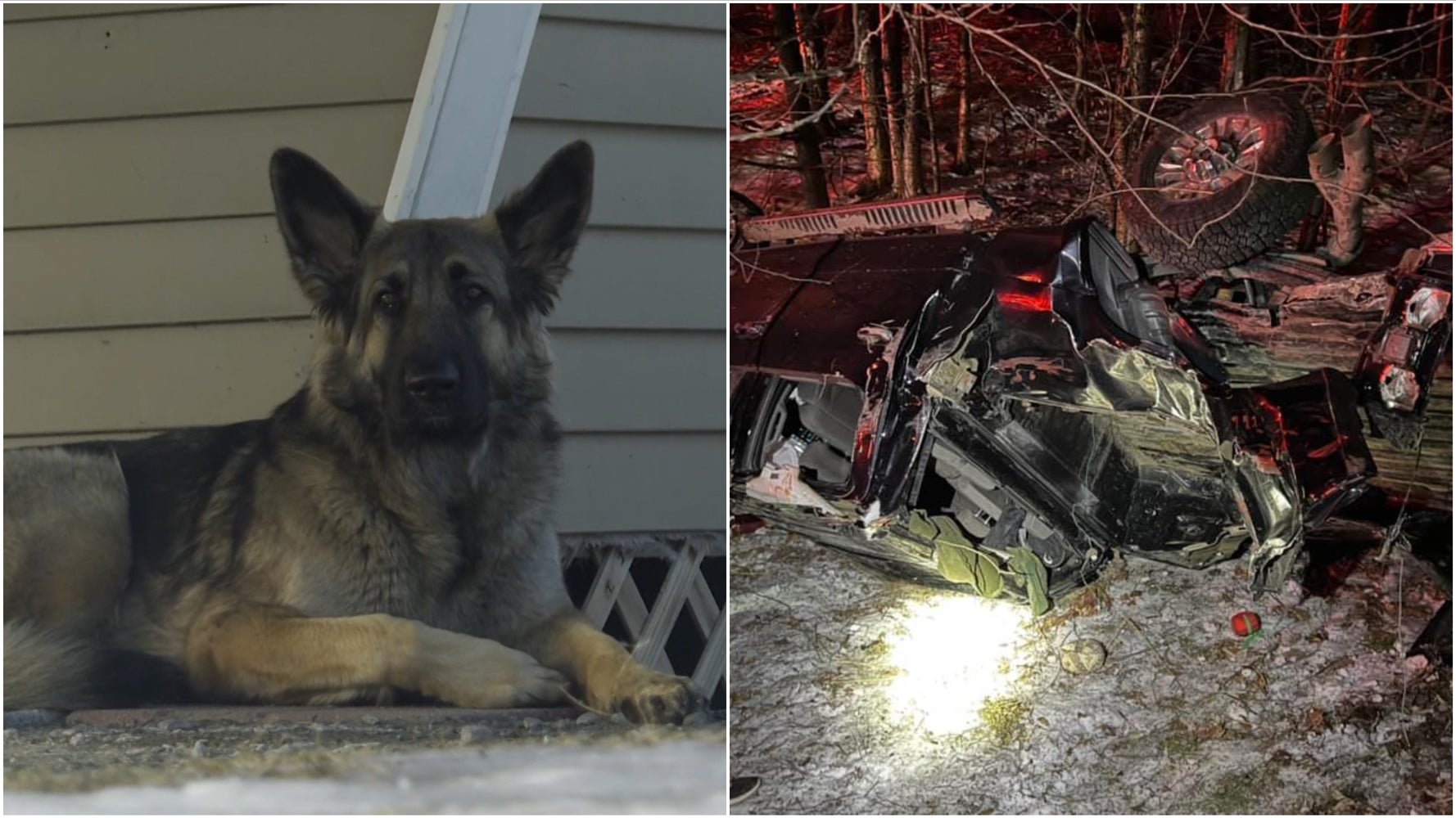 犬が 私についてきて 事故を起こした飼い主の元に警察を導いて救出する ハフポスト World