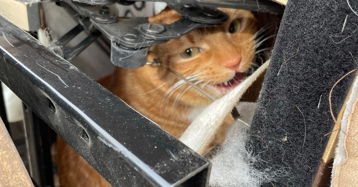 Missing Cat Found Stuck Inside Recliner Donated To Thrift Store