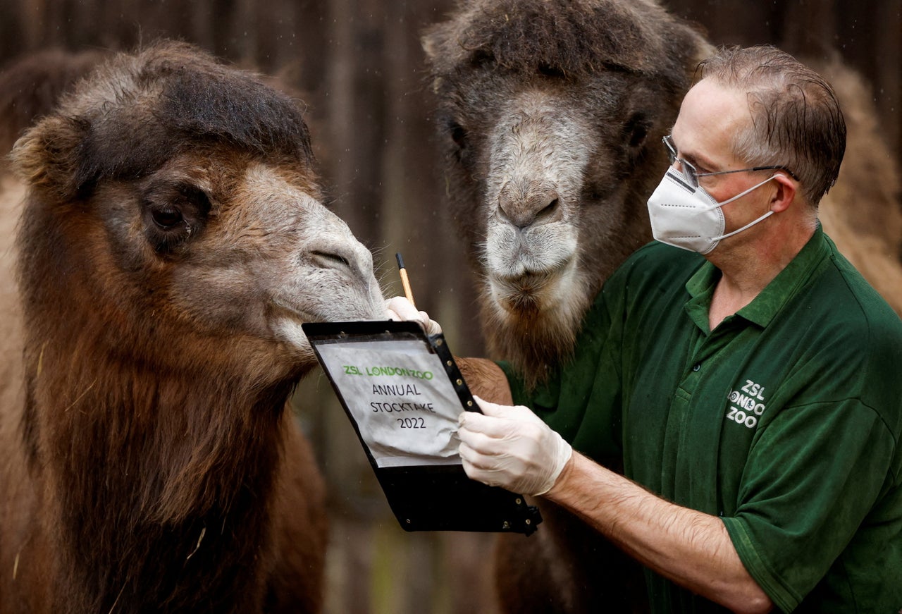 Zookeeper Mick Tiley poses for a photo with Bactrian camels during the annual stocktake at ZSL London Zoo in London on Monday.