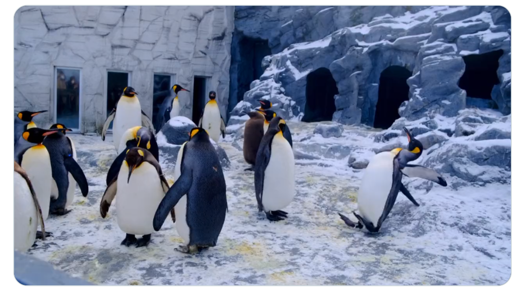 ペンギンでさえ雪の上で転びます ほっこり動画から私たちが学ぶべきことは 投稿者の思い ハフポスト News
