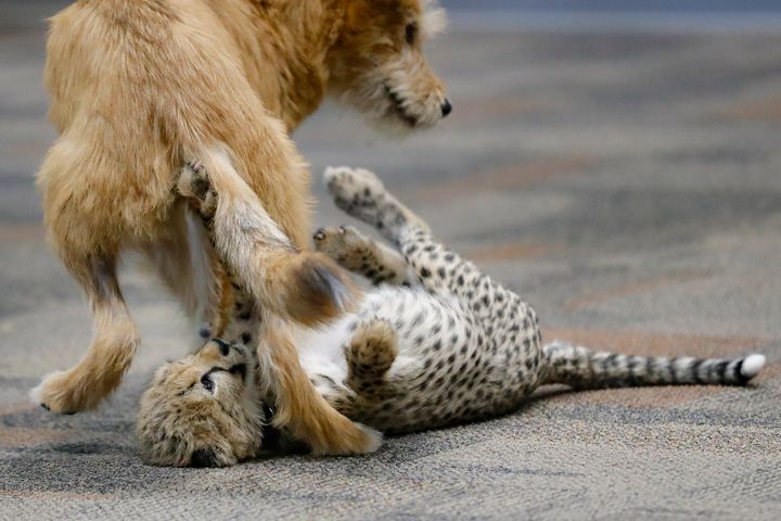 Kris the cheetah playing with her companion dog, Remus, at the Cincinnati Zoo in 2019.