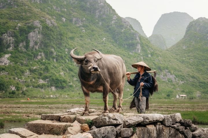 chinese farmer going with water buffalo on stone bridge in Guilin