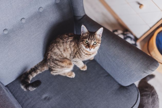 椅子に潜り込んだ猫 そのままリサイクルに出されてしまう 飼い主と感動の再会 写真 動画 ハフポスト