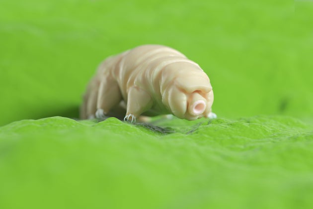 Perché i tardigradi attraverseranno la galassia, spinti dai laser (illustrazione dei tardigradi...