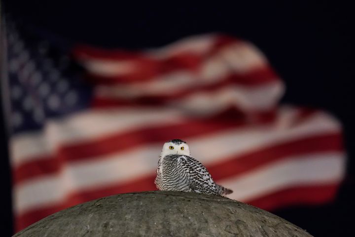 An American Flag flies in the distance as a rare snowy owl looks down from its perch atop the large stone orb of the Christopher Columbus Memorial Fountain at the entrance to Union Station in Washington, Friday, Jan. 7, 2022. Far from its summer breeding grounds in Canada, the snowy owl was first seen on January 3, the day a winter storm dumped eight inches of snow on the city. (AP Photo/Carolyn Kaster)