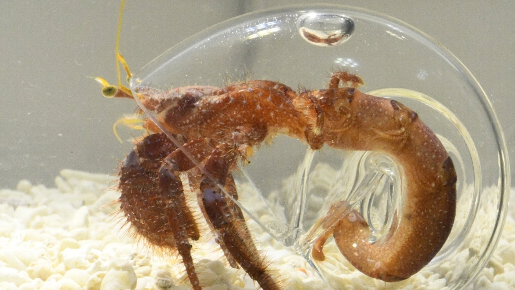 ヤドカリは貝殻の中でこうなっていた 透明な殻 にすると一目瞭然 動画 ハフポスト News ヤドカリは貝殻の中でこうなっていた 透明な殻 にすると一目瞭然 動画 ハフポスト News