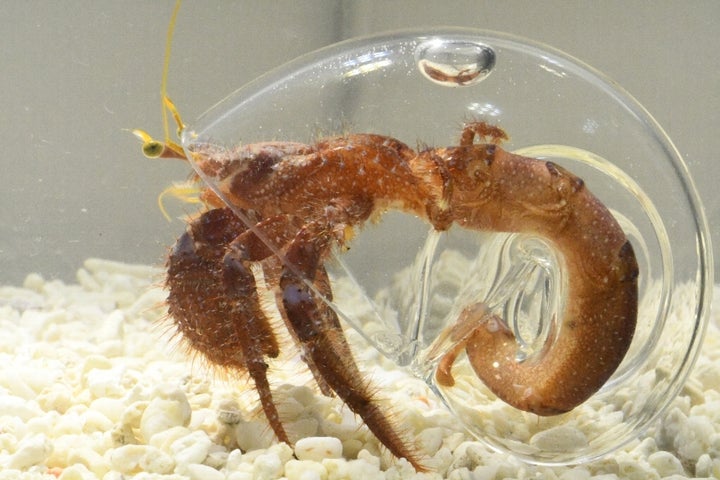 ヤドカリは貝殻の中でこうなっていた 透明な殻 にすると一目瞭然 動画 ハフポスト News ヤドカリは貝殻の中でこうなっていた 透明な殻 にすると一目瞭然 動画 ハフポスト News