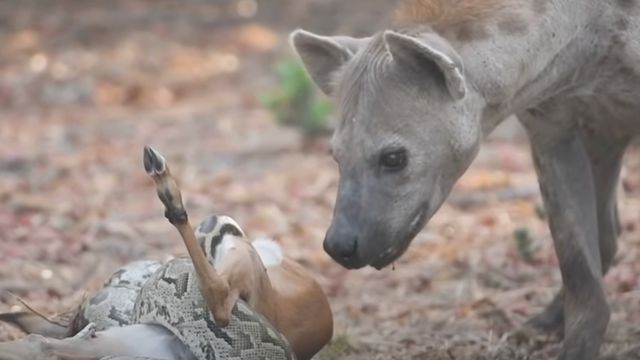 Hyena Pulls Ultimate Scavenger Move On Python And Its Baby Impala Prey.jpg
