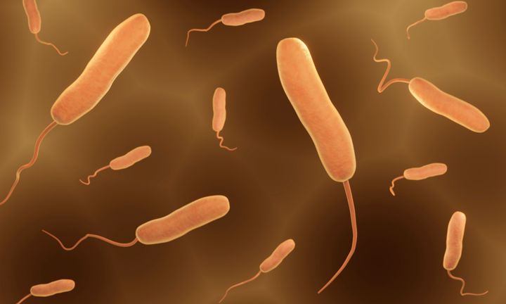 Το βακτήριο Vibrio προκαλεί ενίοτε γαστρεντερίτιδα. 