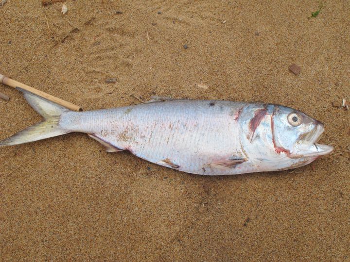 2 Απριλίου 2021. Εικόνα από τις όχθες του ποταμού Νέιβσινκ στο Νιού Τζέρσεϊ των ΗΠΑ. Η τοπική υπηρεσία περιβαλλοντικής προστασίας απέδωσε την συγκέντρωση νεκρών ψαριών σε βακτήριο Vibrio, που «χτύπησε» αυτό και άλλα θαλάσσια είδη από το Νοέμβριο του 2020. (AP Photo/Wayne Parry)