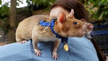 Magawa, The Heroic Landmine-Sniffing Rat, Has Died Magawa, The Heroic Landmine-Sniffing Rat, Has Died