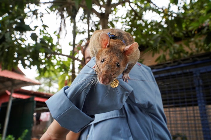 Magawa, a true hero, looks out on the horizon -- for cheese -- after receiving a medal for his lifesaving work.