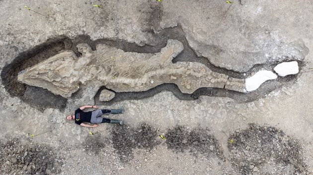 発掘されたイクチオサウルスの化石