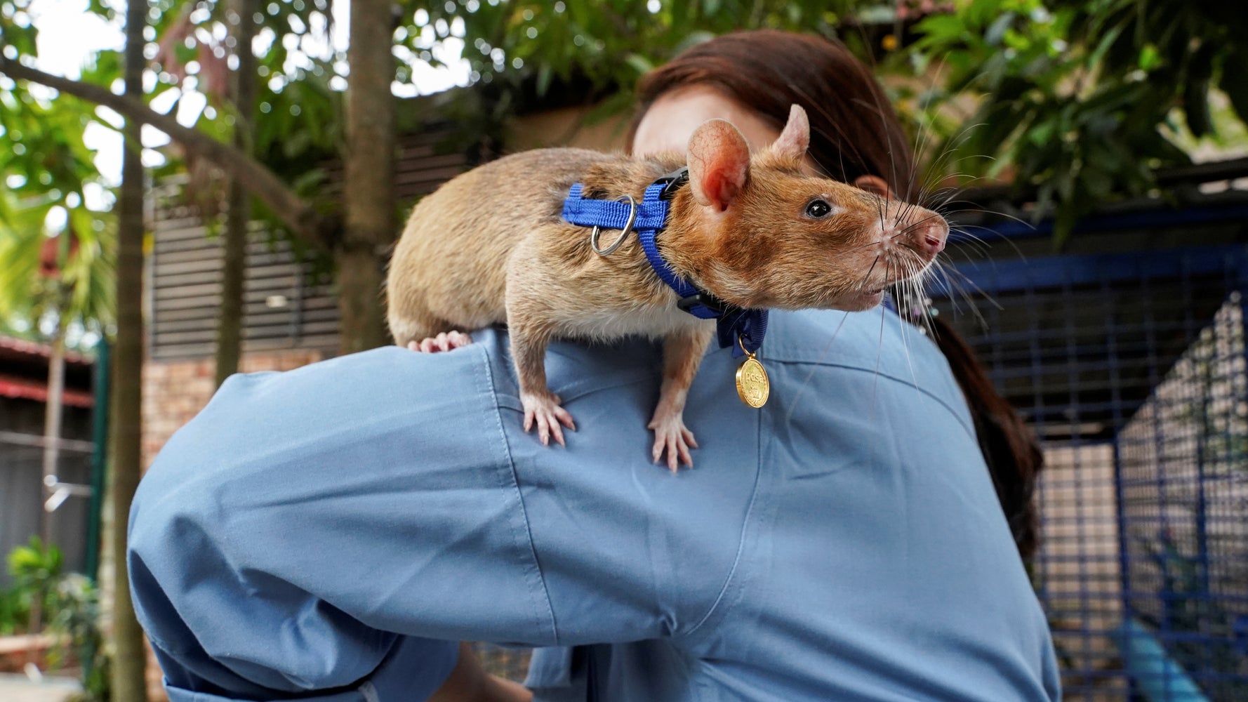 ありがとう マガワ 地雷撤去で活躍した英雄ネズミが他界 ハフポスト World ありがとう マガワ 地雷撤去で活躍した英雄ネズミが他界 ハフポスト World