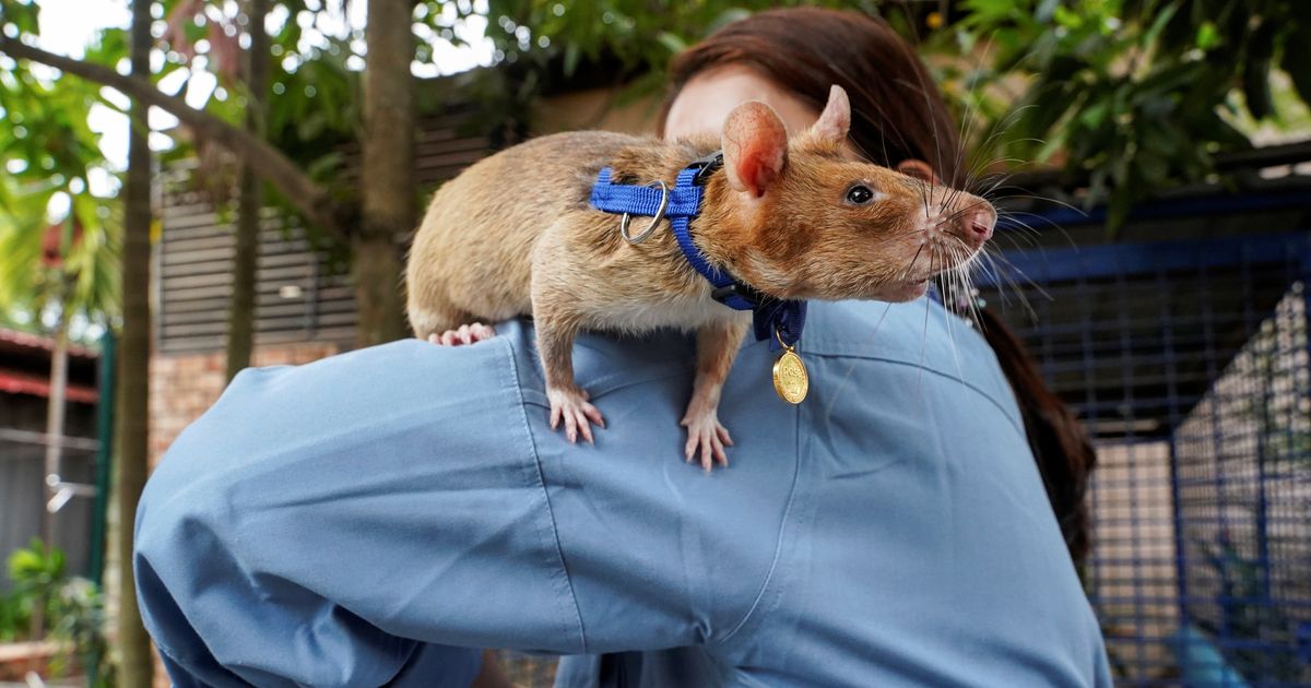 ありがとう、マガワ」 地雷撤去で活躍した英雄ネズミが他界