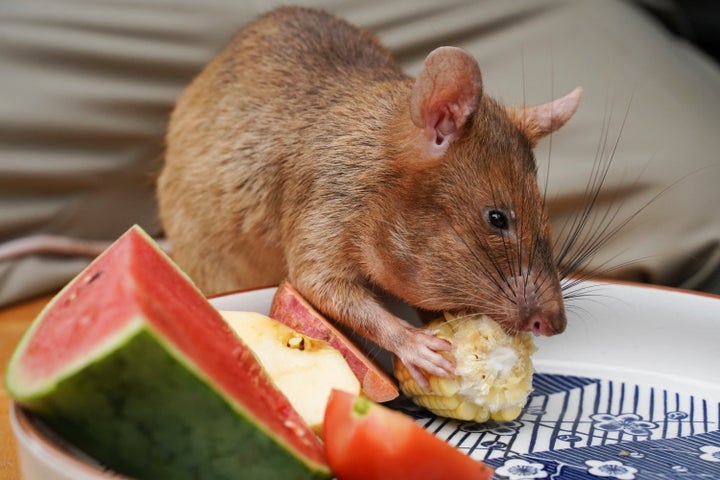 フルーツや野菜を食べるマガワ 2021年6月