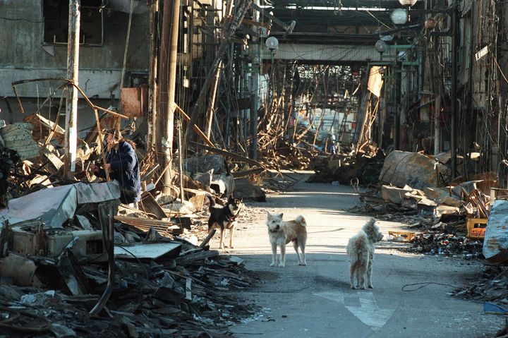 飼い主が行方不明のためか、野良犬が目立つ被災地（兵庫・神戸市長田区）