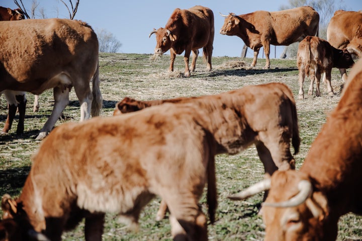 Rebaño de vacas en Madrid.