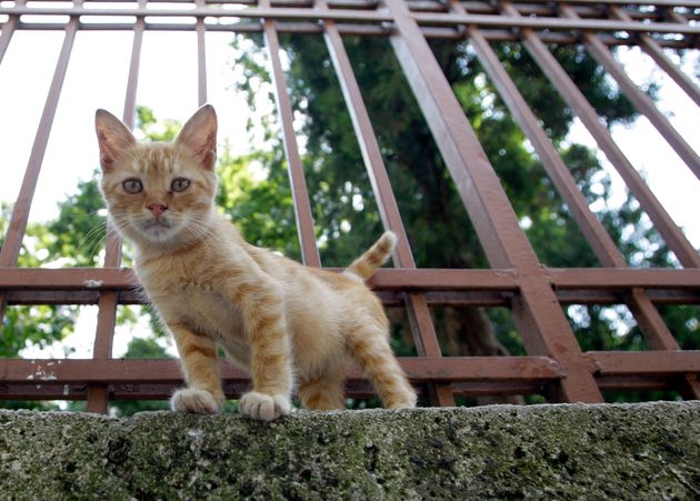 イスタンブールの猫（2010年8月）