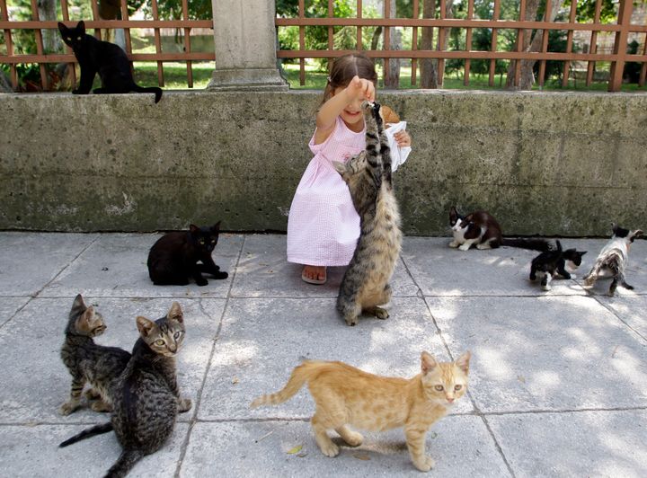 イスタンブールで野良猫たちにエサをあげる少女（2010年8月）