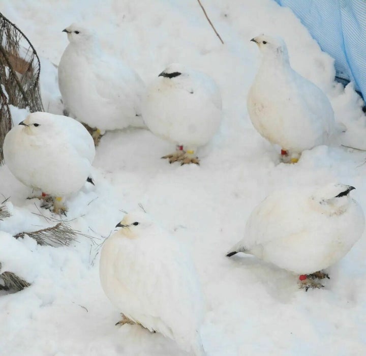 ライチョウの3羽に1羽が サングラス をかけている写真 どうして 豆知識 聞いてみた ハフポスト News ライチョウの3羽に1羽が サングラス をかけている写真 どうして 豆知識 聞いてみた ハフポスト News