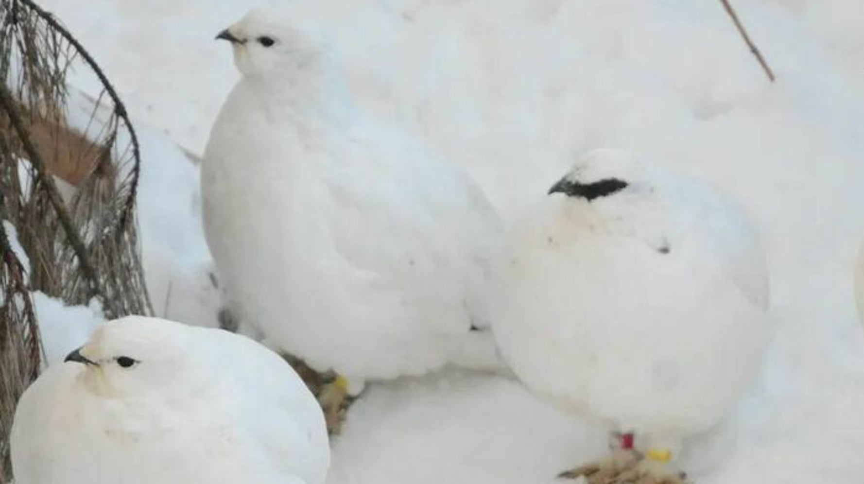 ライチョウの3羽に1羽が サングラス をかけている写真 どうして 豆知識 聞いてみた ハフポスト News