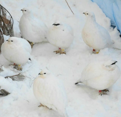 ライチョウの3羽に1羽が「サングラス」をかけている写真。どうして？豆