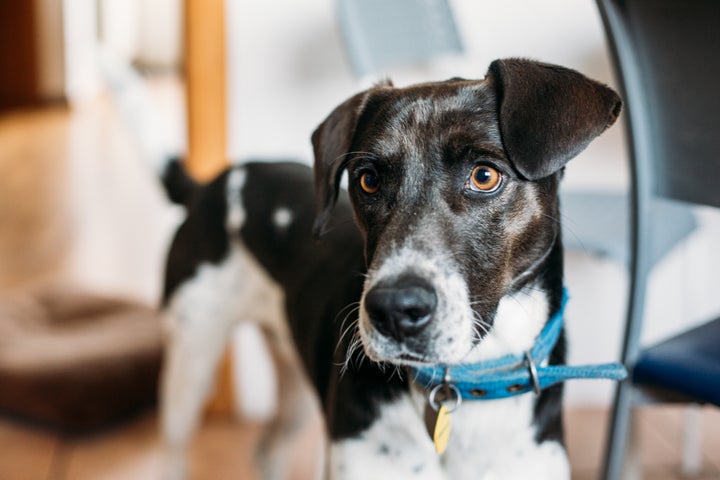 Un perro blanco y negro con collar azul.