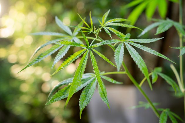 Cannabis has qualities that could protect against Covid.