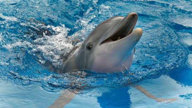 Ashes Of Winter The Movie Star Dolphin Released Into Gulf.jpg