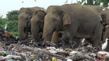 Elephants Are Dying From Eating Plastic Waste At A Sri Lankan Garbage Dump Elephants Are Dying From Eating Plastic Waste At A Sri Lankan Garbage Dump